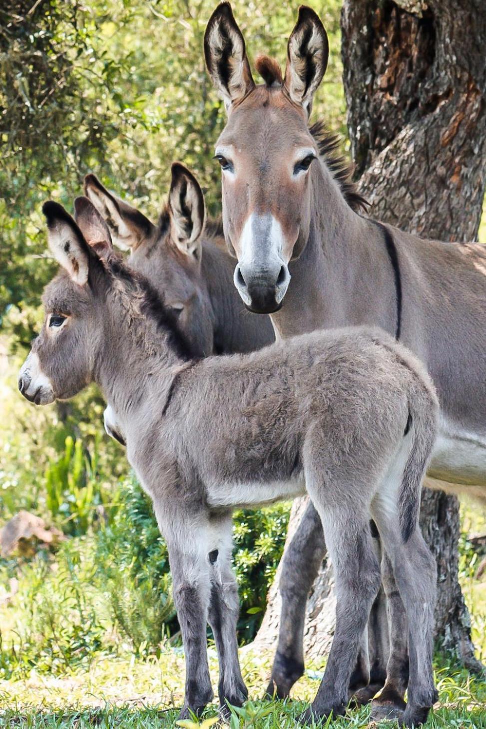 Fazenda Invernada Grande Turismo Rural Otel Bom Jardim da Serra Dış mekan fotoğraf